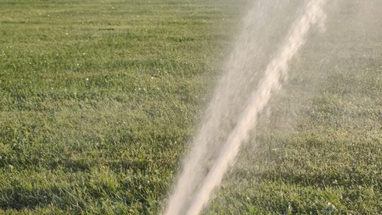 Sattes Grün trotz Hitzewelle: TSG trotzt der Trockenheit